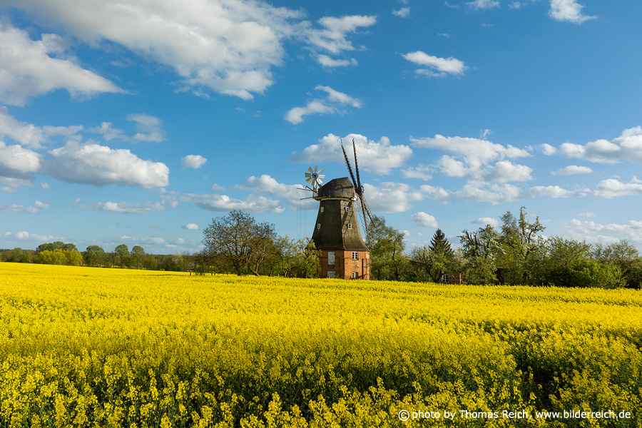 Altkalen windmill in rapeseed fields