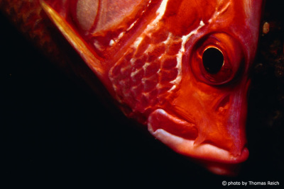 Soldierfish, Myripristinae