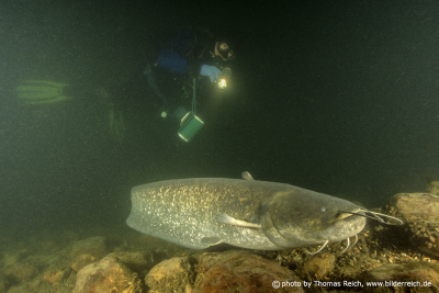 Diving Wels catfish Switzerland
