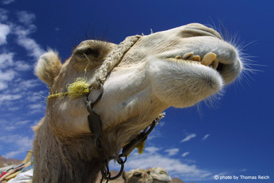 Arabian camel teeth