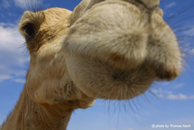 Dromedary hump camel head