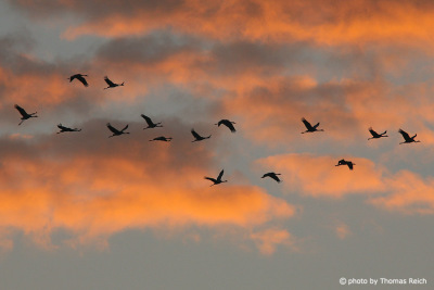 Flying Common Cranes at sunset