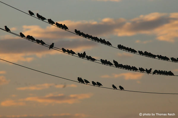 Starlings sitting on power line