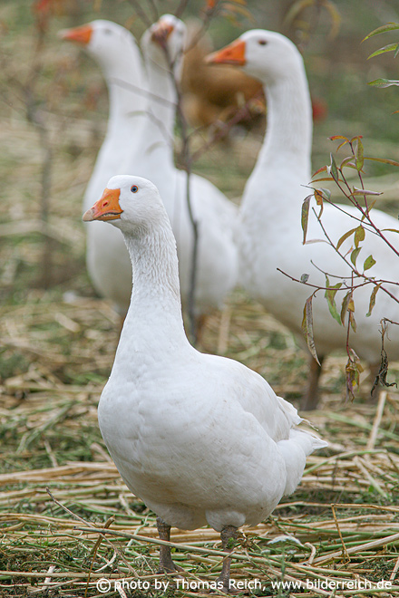 Domestic Goose beak