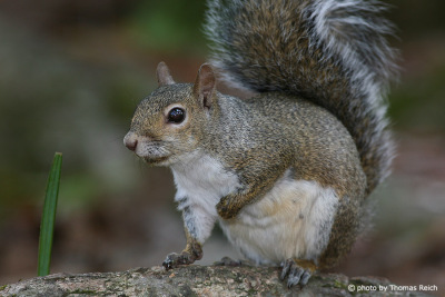 Eastern Gray Squirrel appearance