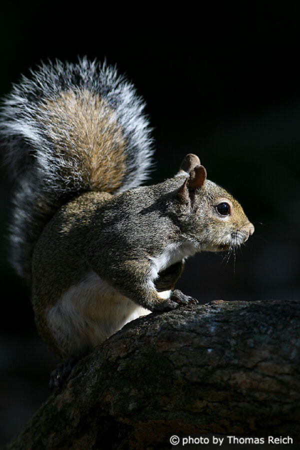 Eastern Gray Squirrel habiat