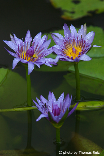 Purple waterlilies, Nymphaea