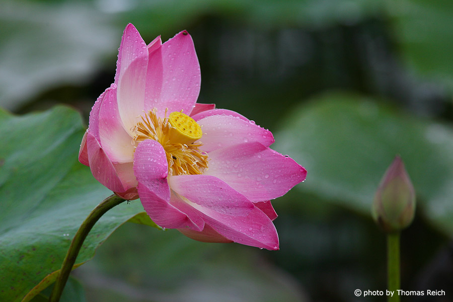 Pink water lilies, Nymphaea