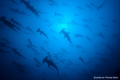 Big school of Hammerheads sharks in Bajo Alcyone, Cocos Island