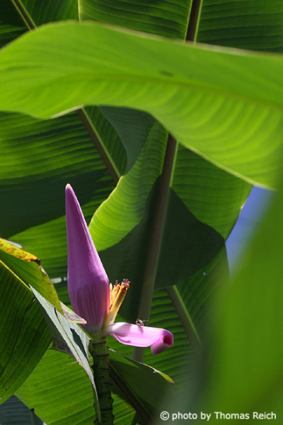Bananen Pflanze, Musa