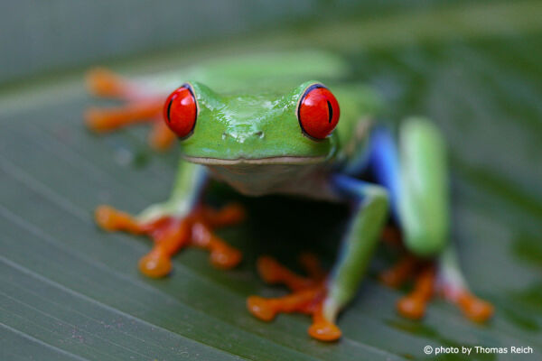 Red-eyed Treefrog size