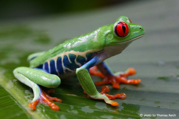 Red-eyed Treefrog appearance