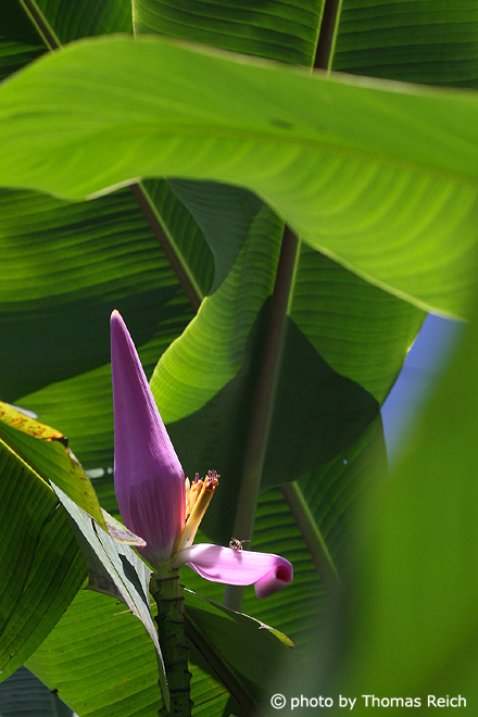 Banana plant, Musa