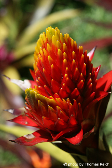 Red yellow exotic blossom