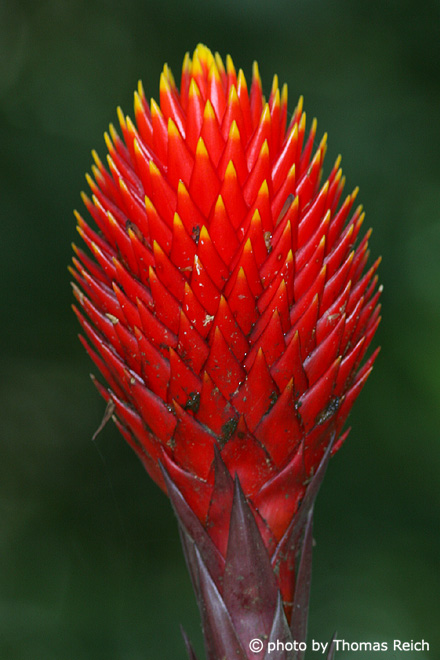 Red exotic blossom