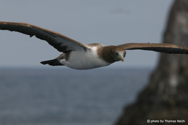Brown Booby habitat in Middle America