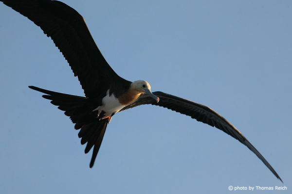 Great frigatebird in flight