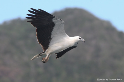White-bellied Sea Eagle habitat