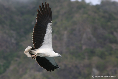 White-bellied Sea Eagle in flight