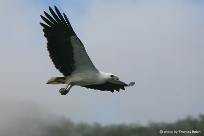 White-bellied Sea Eagle weight