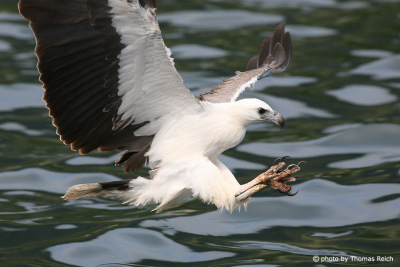 White-bellied Sea Eagle hunt prey