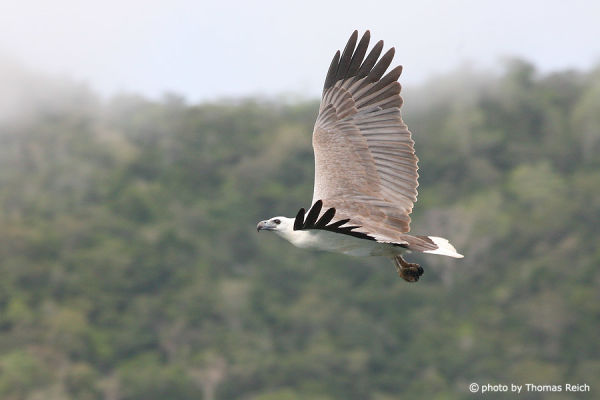 Flying White-bellied Sea Eagle