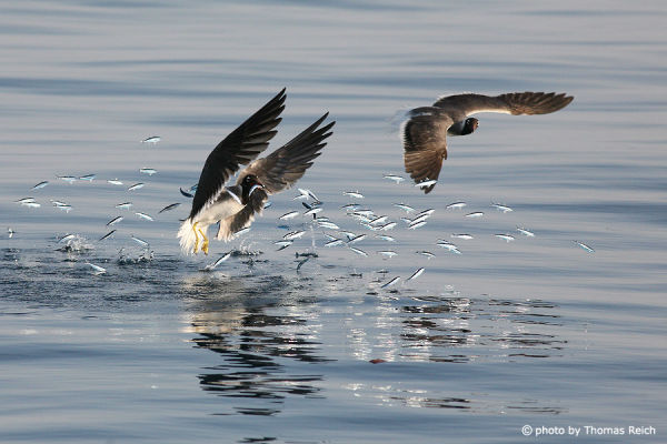 Sooty Gulls hunting fish in flight