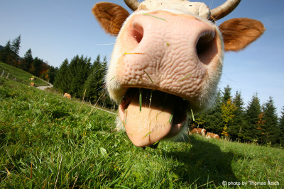 Swiss cow horns