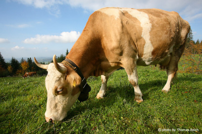 Gras Fressende Schweizer Kuh