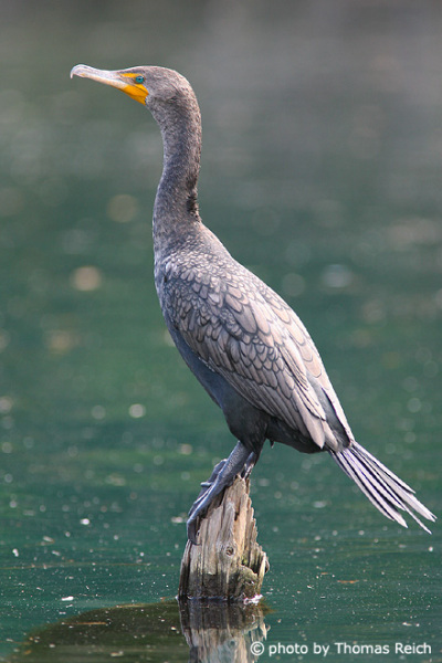 Great Cormorant on river bank