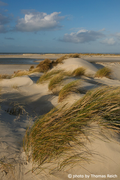 Sand dunes Amrum island