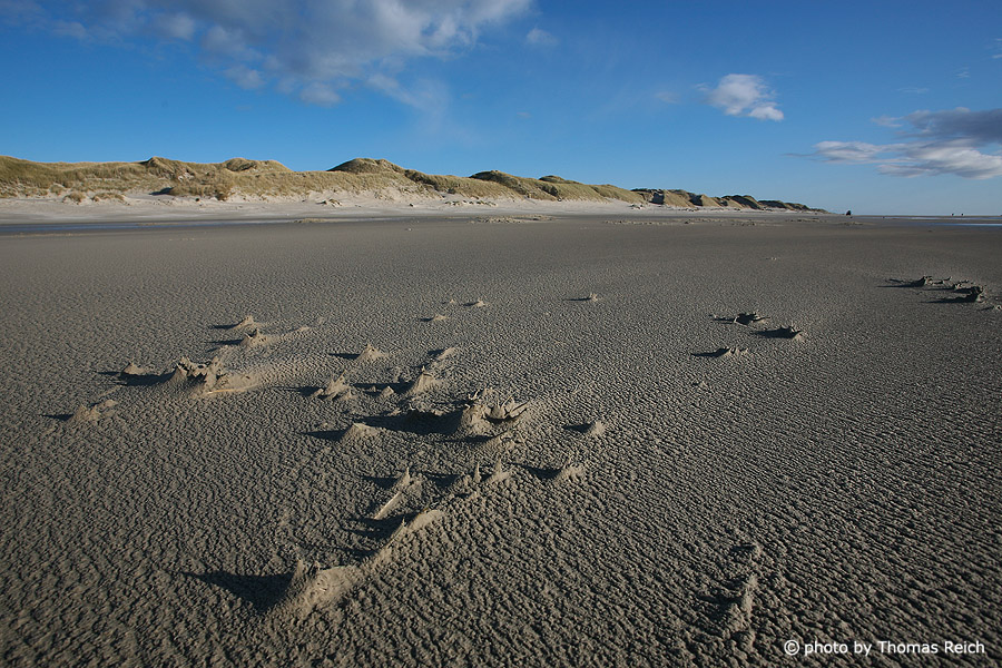 Sandy beach Amrum