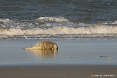 Grey seal juvenile fur at the beach