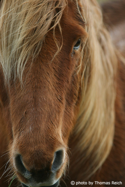Pferde Haare