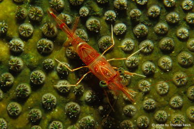 Shrimp underwater