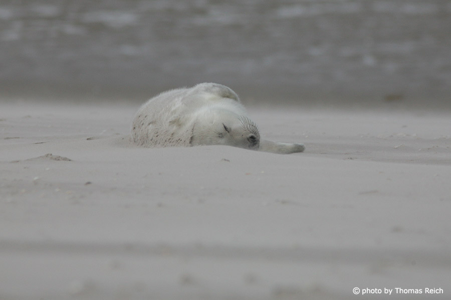 Sleeping grey seal baby at the beach, North Sea