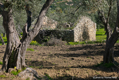 Olive grove Sardinia
