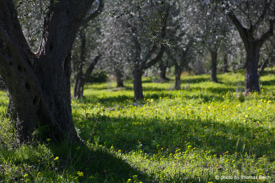 Olive trees Sardinia