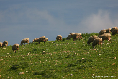 Fressende Schafe in Sardinien
