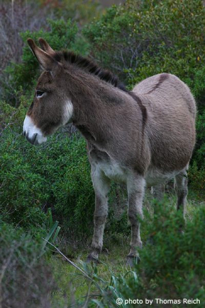 Donkey habitat
