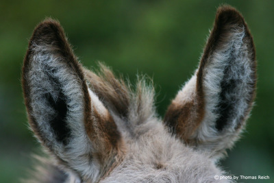 Donkey ears, Sardinia
