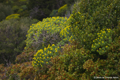 Plants in Sardinia