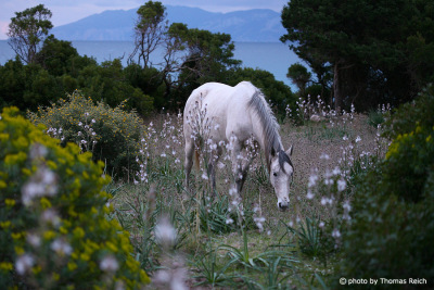 Pferd Schimmel auf Sardinien