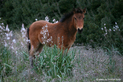 Horse brown in nature