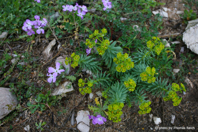 Flowers in Sardinia