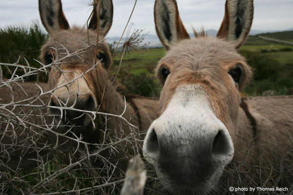 Appearance of Donkeys in Sardinia