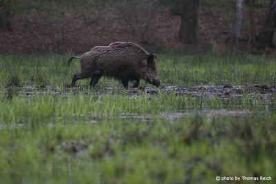 Wild Boar habitat in Germany