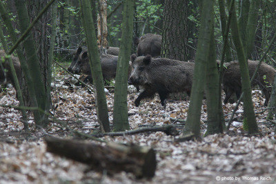 Wildschweine im Wald