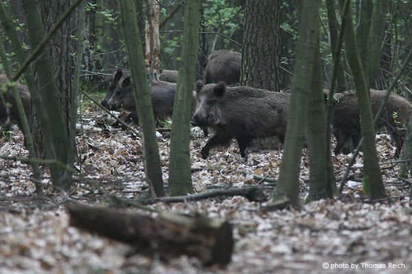Wild Boars in the forest