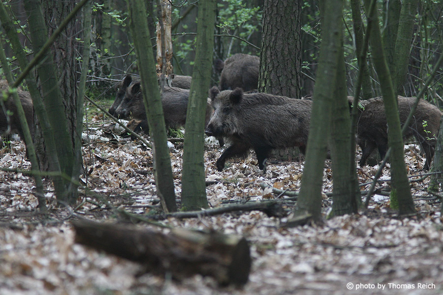 Wild Boars in the forest